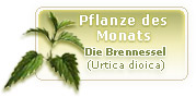 Heilpflanze des Monats